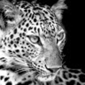 Meet your Posher, Sherry